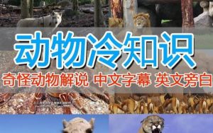 外面卖1699的国外纪录片解说(动物解说、美食、动画片)稳过中视频-网赚资源网